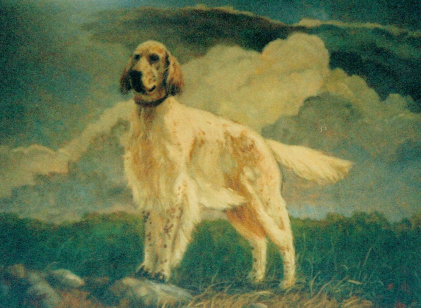 dog